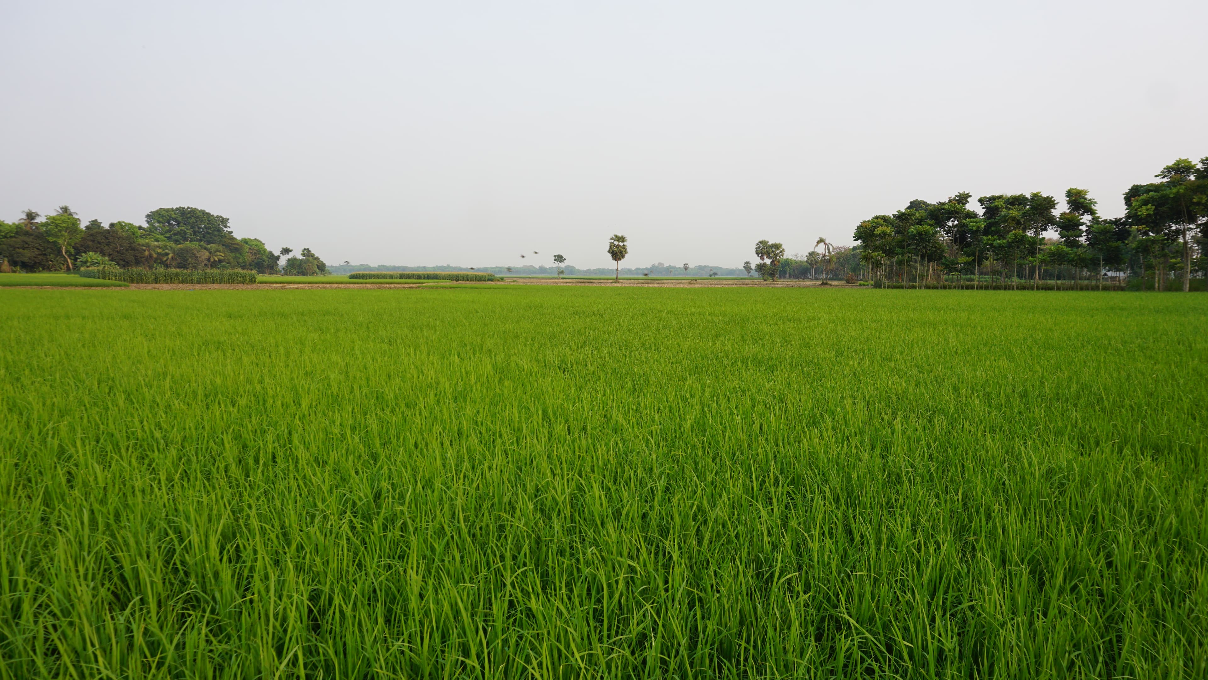 Agricultural land